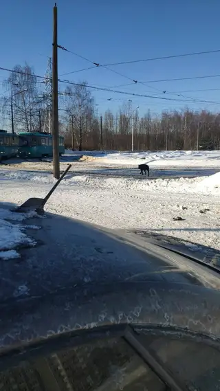 Найдена собака в Минске — Замечена собака, предположительно Кане-корсо (девочка) с ошейником в районе трамвайного депо Якубова…