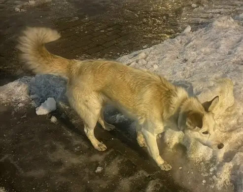 Найдена собака в Минске — https://m.vk.com/danyyya