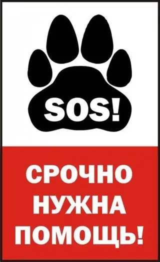 Пропала собака в Минске — Очередной ужастик😭 СРОЧНО СЕЙЧАС НУЖНА ПОМОЩЬ 🆘🙏