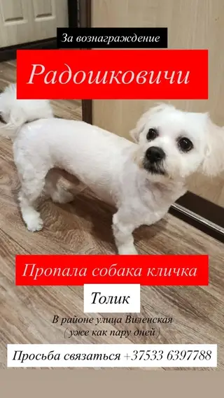 Пропала собака в Минске — Радошковичи