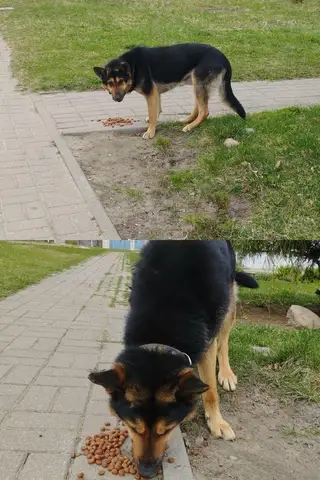 Найдена собака в Минске — Замечена собака.