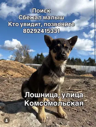 Найдена собака в Минске — Борисовский район, д.Лошница, ул.Комсомольская