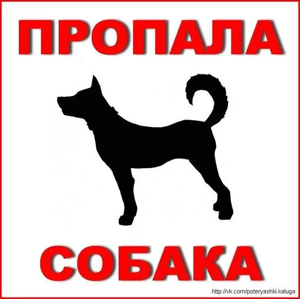 Пропала собака в Минске — Минск, Зелёный луг, Сельхозпоселок