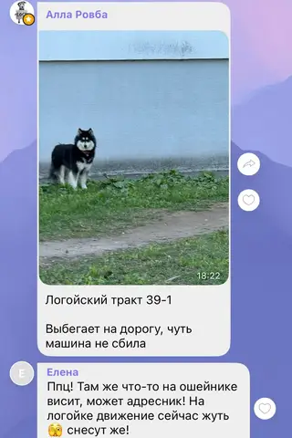 Найдена собака в Минске — Минск.