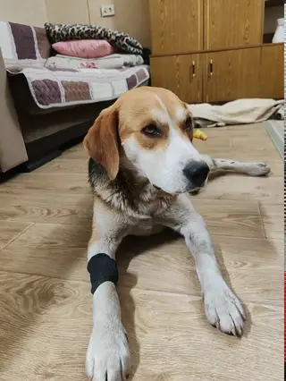 Найдена собака в Минске — https://m.vk.com/id506698976