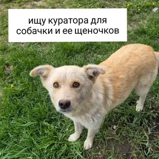 Найдена собака в Минске — около Слуцка