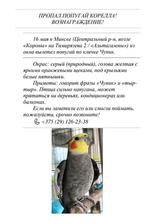 Объявление о питомце в Минске — фото объявления