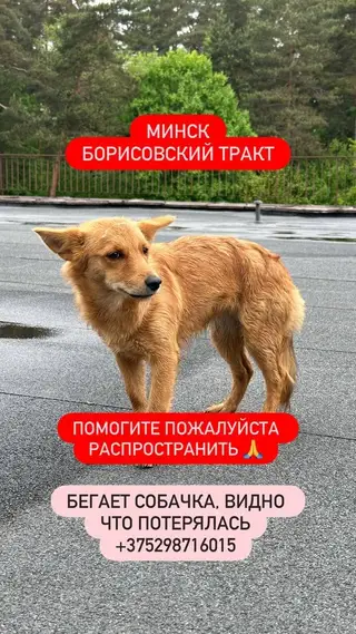 Найдена собака в Минске — Замечена собака, Борисовский тракт