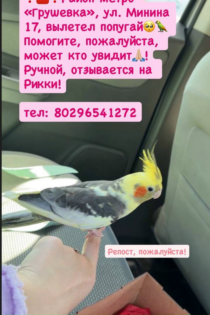 Объявление о питомце в Минске — фото объявления