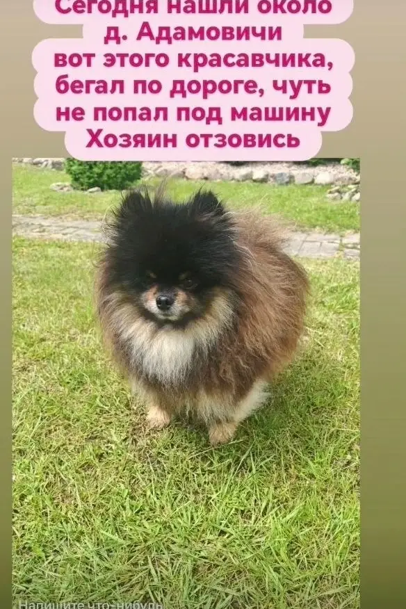 Найденная собака в Молодечно: https://m.vk.com/id224687485 Найдена собака в Молодечно — https://m.vk.com/id224687485