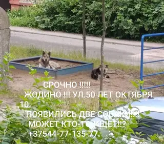 Найдена собака в Жодине — Жодино