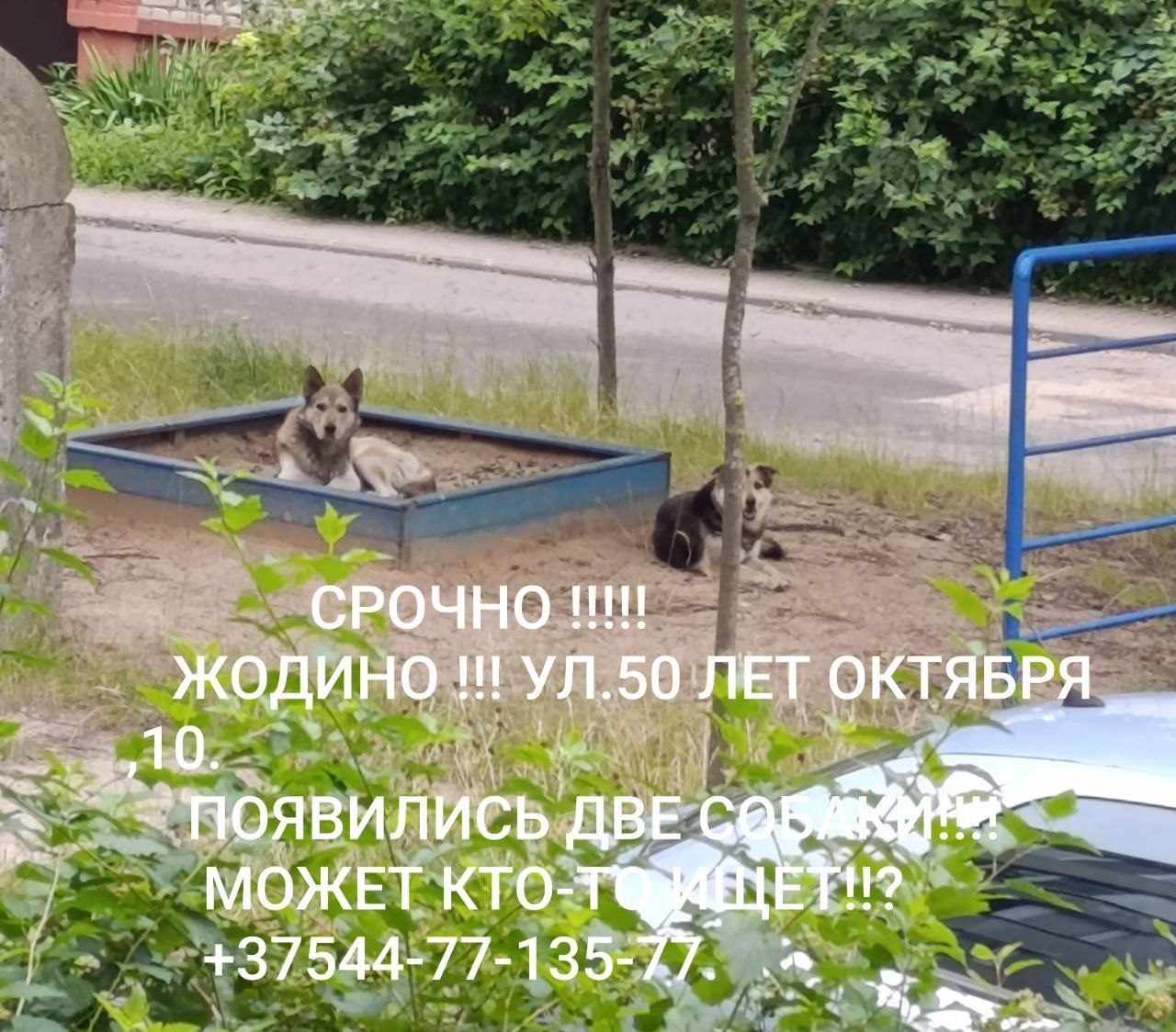 Найдена собака в Жодине — Жодино