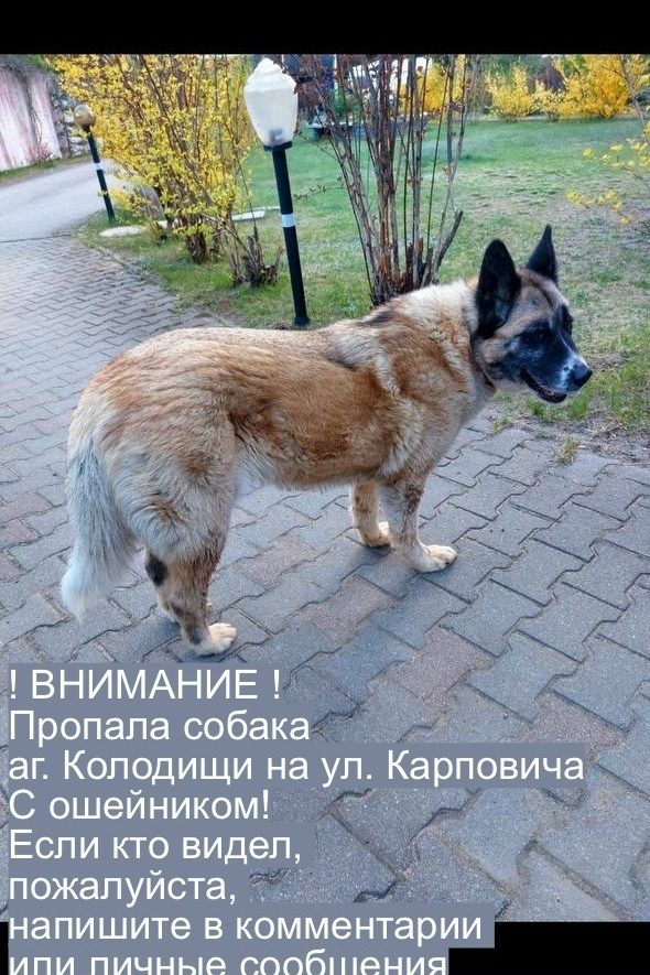 Пропала собака в Минске — Внимание !