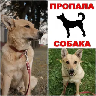 Пропала собака в Минске — Минск. 🆘🆘🆘🆘🆘на передержке, с 3 этажа спрыгнула собака, Саммер. Найти по месту передержка не может.
