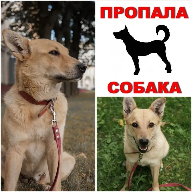 Пропавшая собака в Минске: Минск. 🆘🆘🆘🆘🆘на передержке, с 3 этажа спрыгнула собака, Саммер. Найти по месту передержка не может. Пропала собака в Минске — Минск. 🆘🆘🆘🆘🆘на передержке, с 3 этажа спрыгнула собака, Саммер. Найти по месту передержка не может.