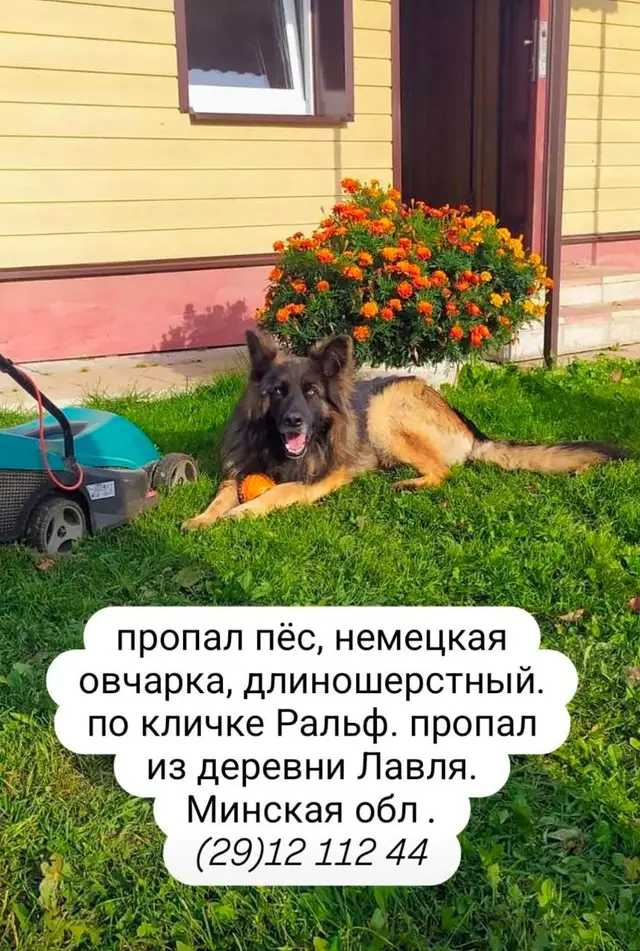 Пропавшая собака в Смолевичах: Смолевичский район, д.Лавля Пропала собака в Смолевичах — Смолевичский район, д.Лавля