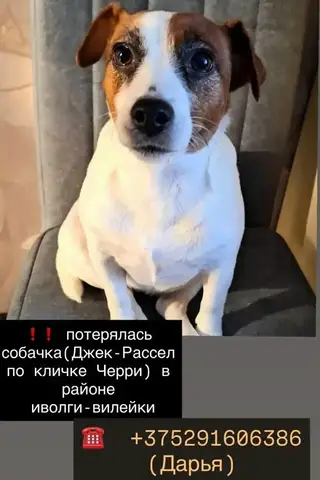 Пропала собака в Молодечно — фото объявления