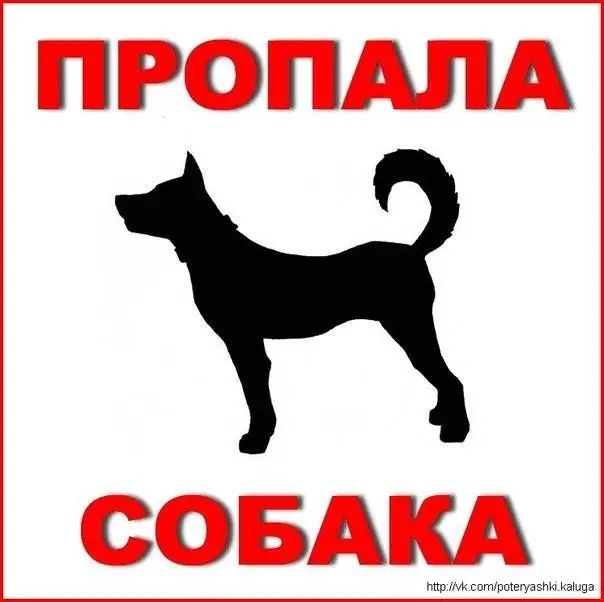 Пропала собака в Минске — Минск, Малиновка 7