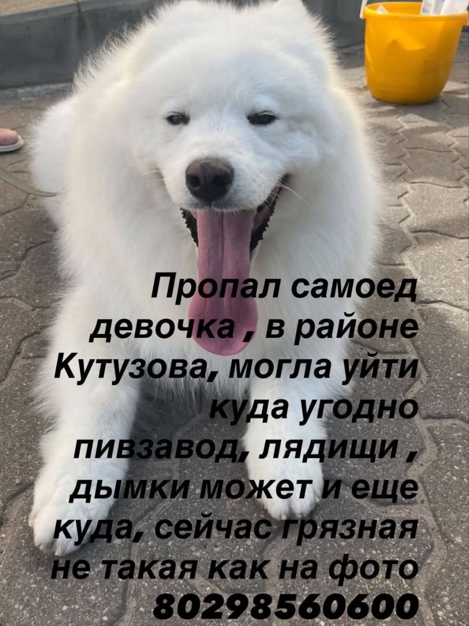 ПРОПАЛА СОБАКА — Борисов