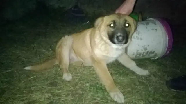 Найдена собака в Сморгони — фото объявления