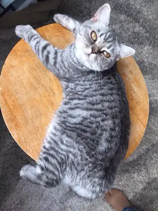 Пропала кошка в Сморгони — ВНИМАНИЕ!!!