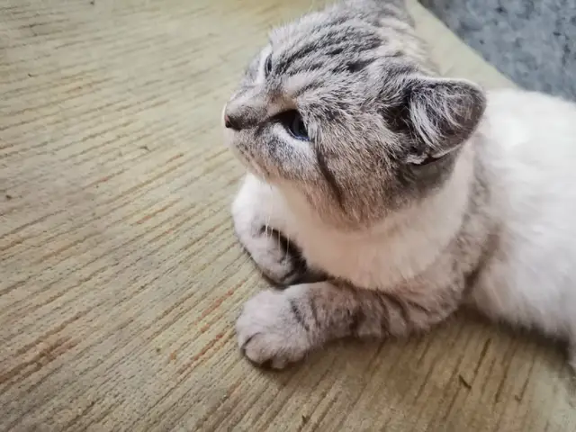 Пропала кошка в Сморгони — СРОЧНО! ПОТЕРЯЛАСЬ КОШКА. МОЛОДЁЖНЫЙ Р-Н. ГСПК 4.