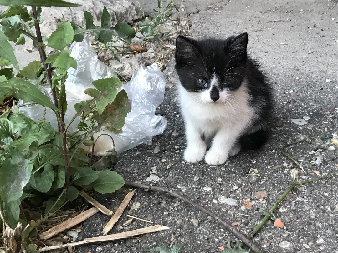 Найдена кошка в Сморгони — Во дворе многоквартирного дома под балконом вот такие малыши живут. Маленькие, возраст месяц где-то…