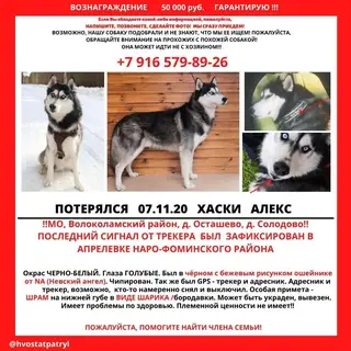 Найдена собака в Лиде — фото объявления