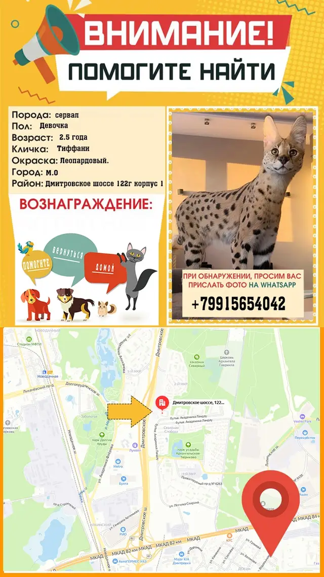 Найдена кошка в Лиде — ВНИМАНИЕ ❗ ПОМОГИТЕ-ВЕРНУТЬСЯ-ДОМОЙ