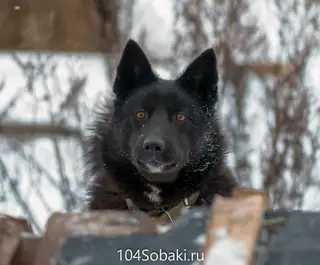 Найдена собака в Лиде — Черныш - этот песик попал к нам уже взрослым. предательство человека он уже испытал. Но он не…