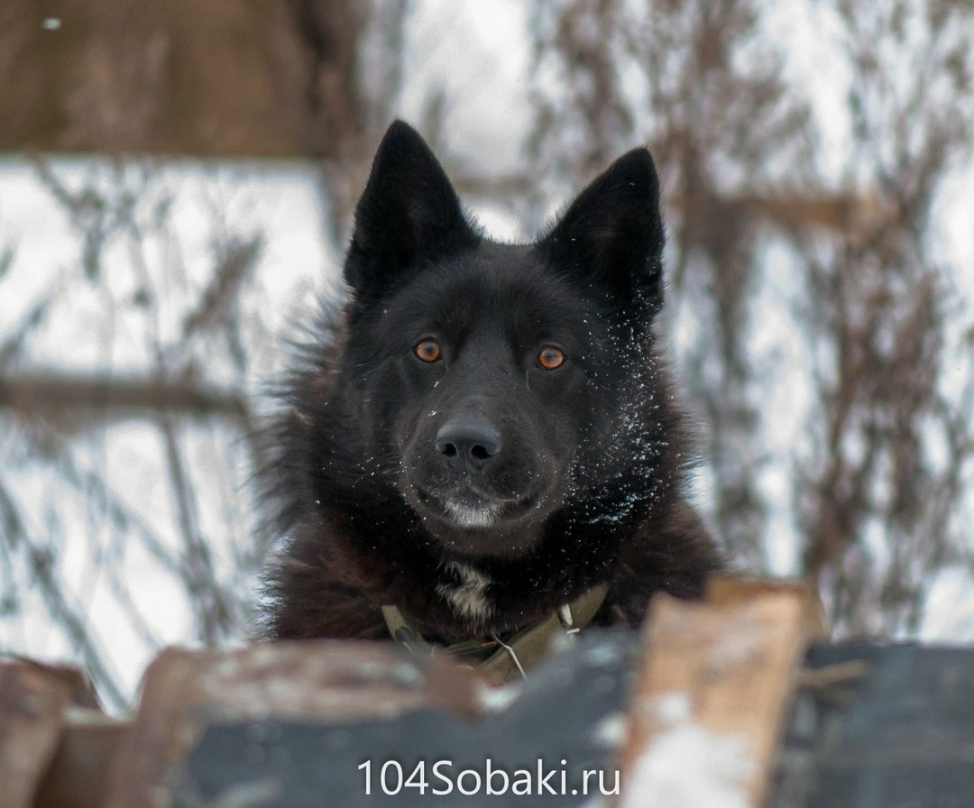 Найденная собака в Лиде: Черныш - этот песик попал к нам уже взрослым. предательство человека он уже испытал. Но он не разочаровался. Он… Найдена собака в Лиде — Черныш - этот песик попал к нам уже взрослым. предательство человека он уже испытал. Но он не…