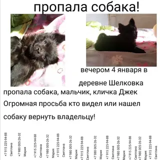 Пропала собака в Лиде — фото объявления
