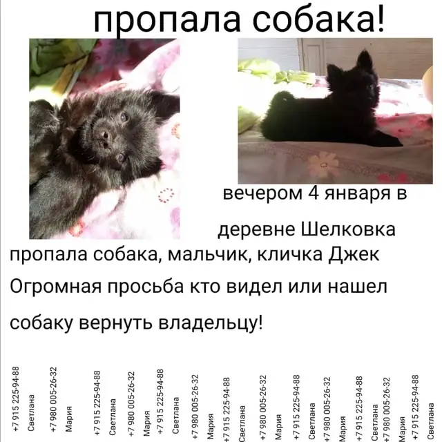Пропала собака в Лиде — фото объявления