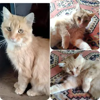 Найдена кошка в Жодине — Беларусь, Жодино.