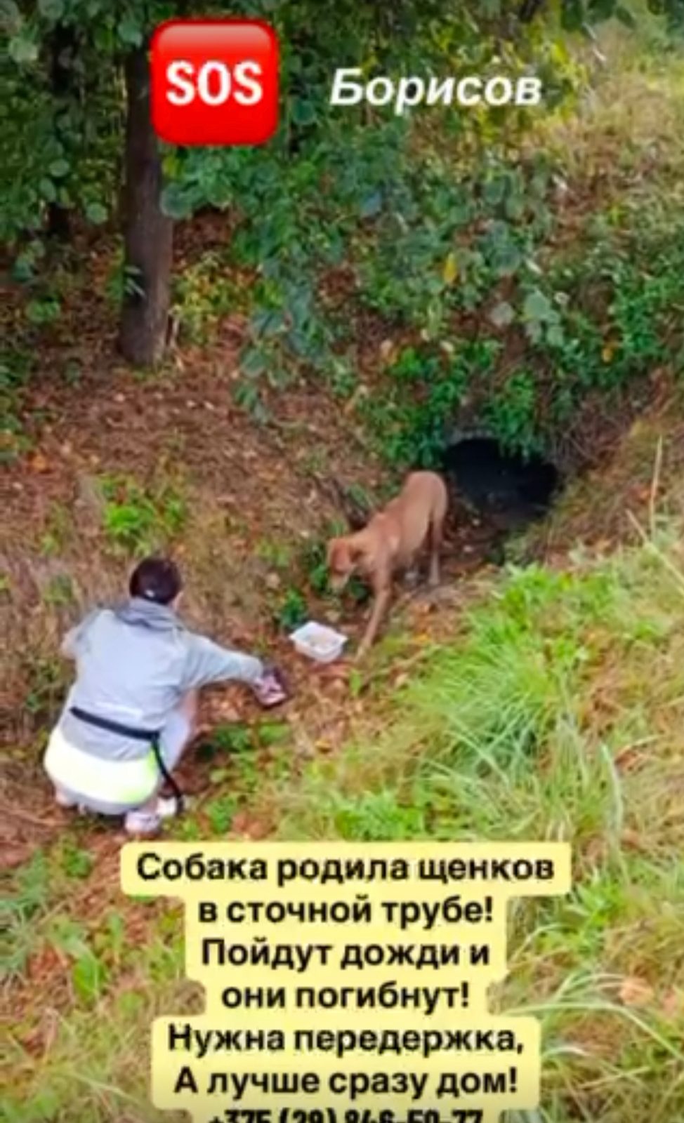 ПРОПАЛА СОБАКА — Борисов