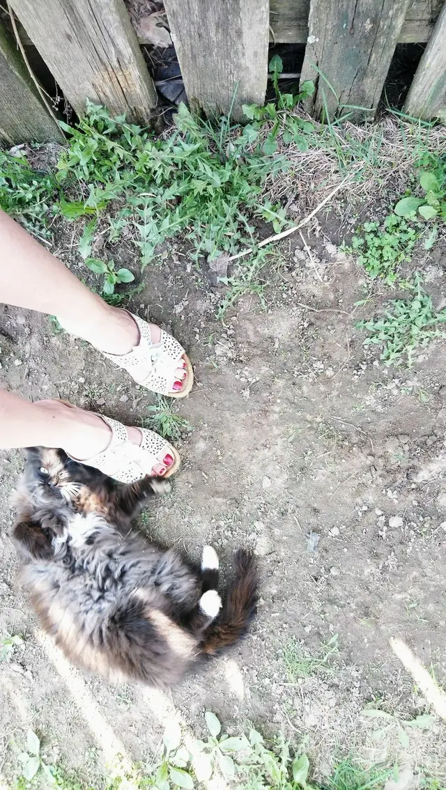 Найдена кошка в Жодине — БЕЛАРУСЬ ! БЕЗДОМНЫЙ КОТЕНОК-ДЕВОЧКА ЛЕДИ, 6 МЕСЯЦЕВ ПРИМЕРНО, КАК МИНИ МЕЙН-КУН, ИЩЕТ ДОМ. ПОЯВИЛАСЬ…