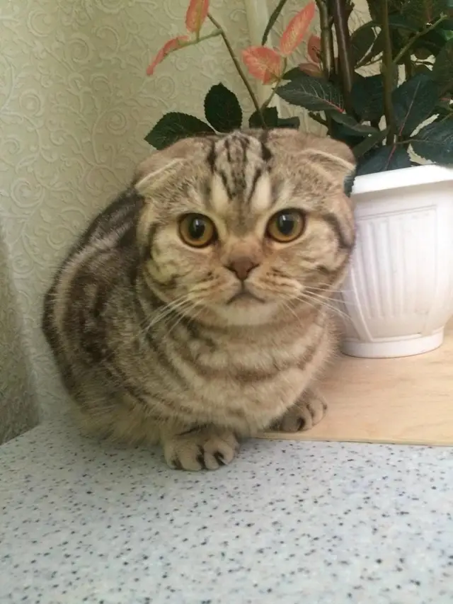 Найдена кошка в Жодине — фото объявления
