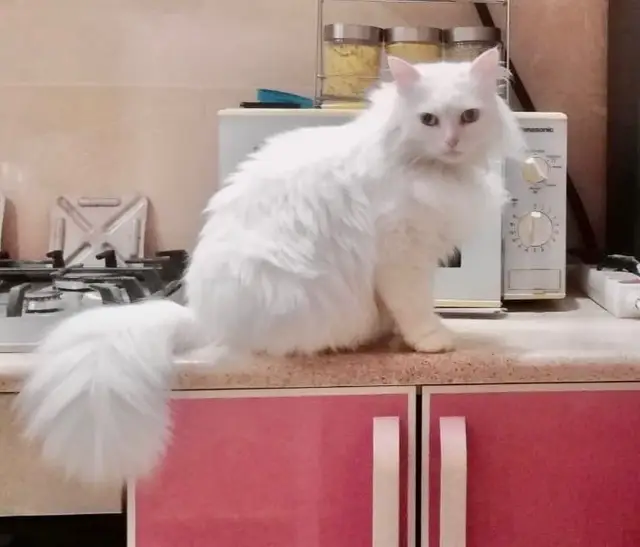 Найдена кошка в Марьиной Горке — Добрый день! Пропала кошка белая ангора. Возраст около 7 лет, длинношёрстная, полностью белого…