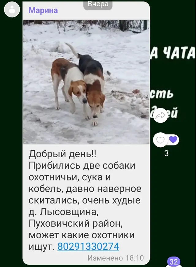 Найдена собака в Марьиной Горке — Прибились две охотничьи собаки. Помогите репостами найти хозяина.