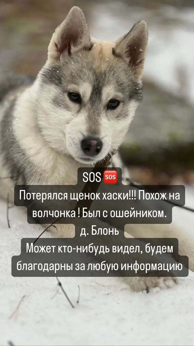 Пропала собака в Марьиной Горке — фото объявления