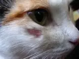 Найдена кошка в Марьиной Горке — Стригущий лишай кошек и собак.