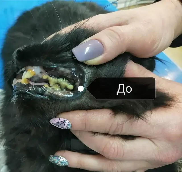 Найдена кошка в Марьиной Горке — У этого котика был жуткий зубной камень, он уже почти не кушал из-за боли. Отложение зубного…