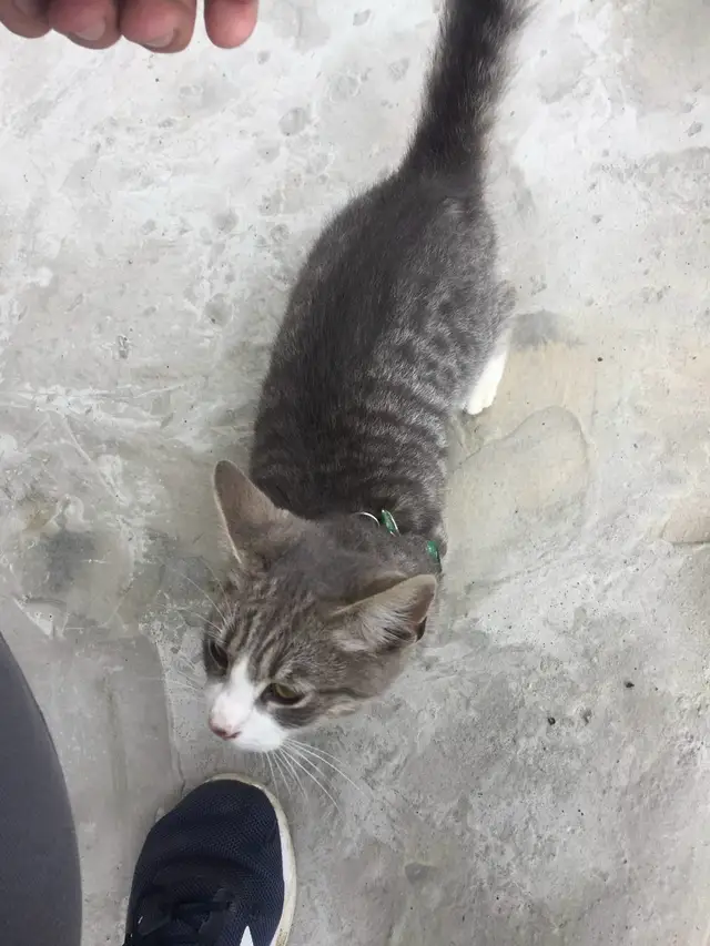 Найдена кошка в Марьиной Горке — Кто потерял котика со шлейками зелёными,паследовича 9