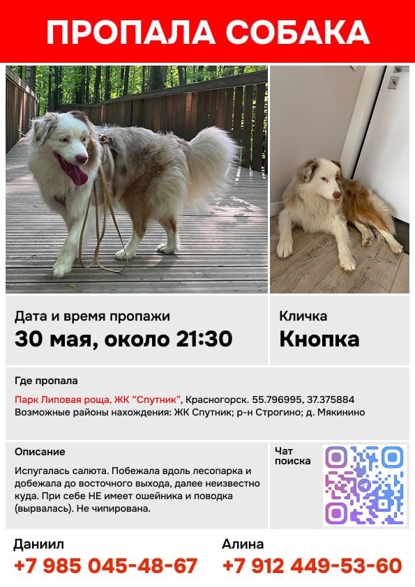 Найденная собака в Калинковичах: Красногорск, СЗАО, ЖК "Sky Sputnik", МО Найдена собака в Калинковичах — Красногорск, СЗАО, ЖК "Sky Sputnik", МО