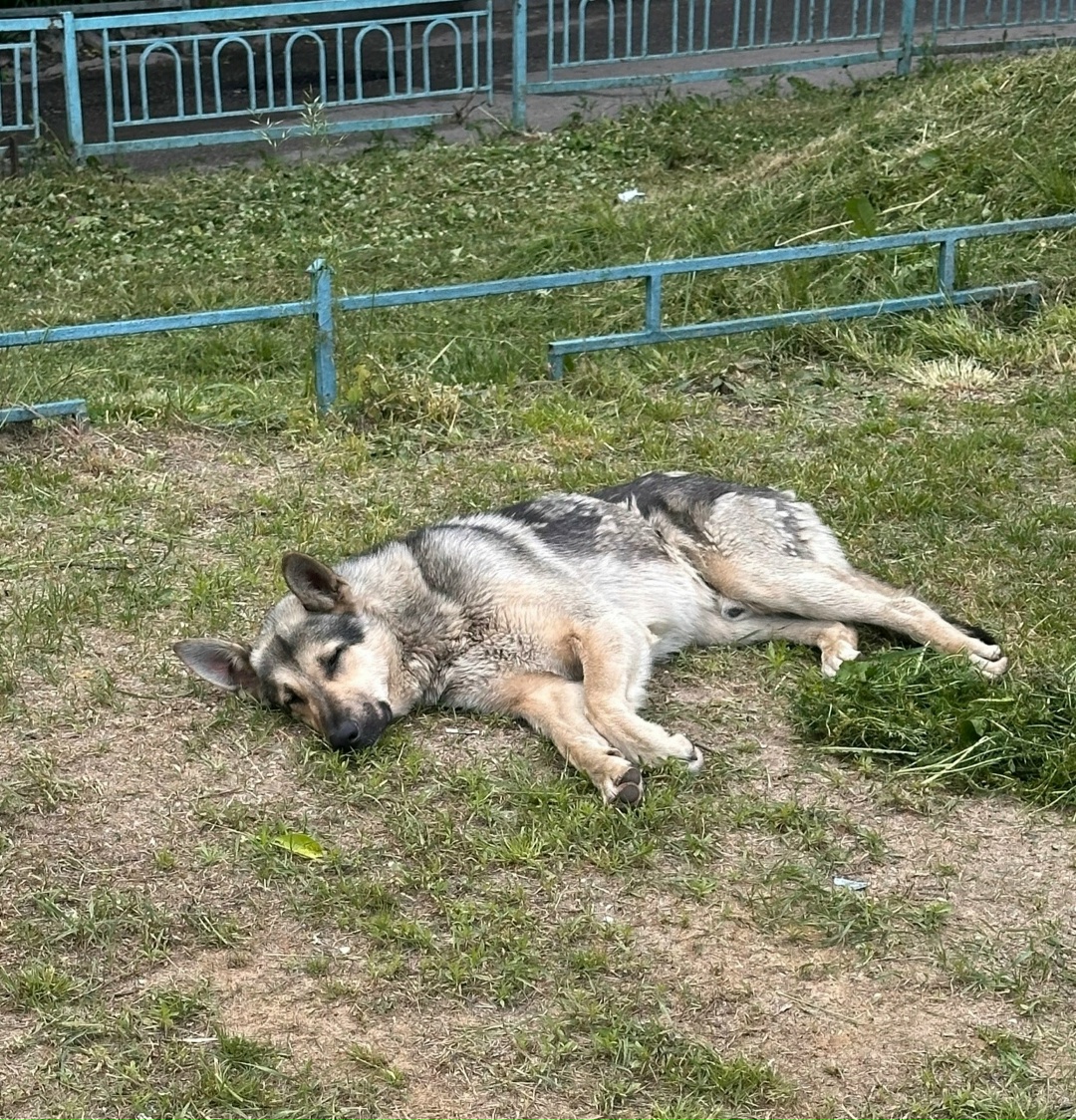 Найденная собака в Калинковичах: МО ЧЕХОВ Найдена собака в Калинковичах — МО ЧЕХОВ