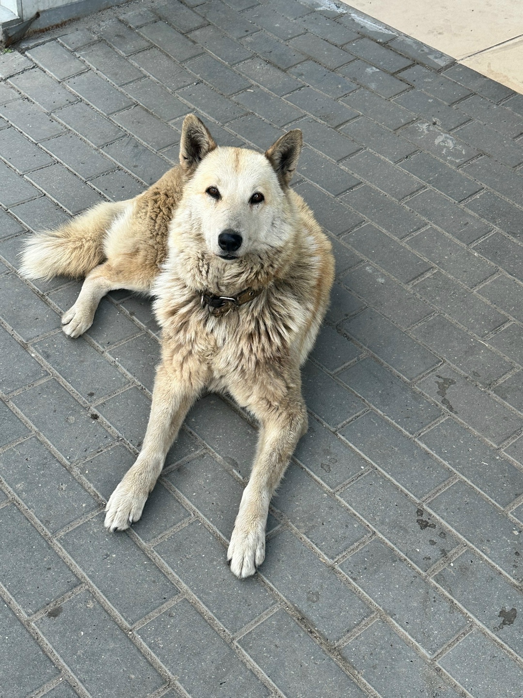 Найденная собака в Калинковичах: КОЛОМНА МО Найдена собака в Калинковичах — КОЛОМНА МО