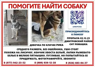 Пропала собака в Калинковичах — ДМИТРОВ МО