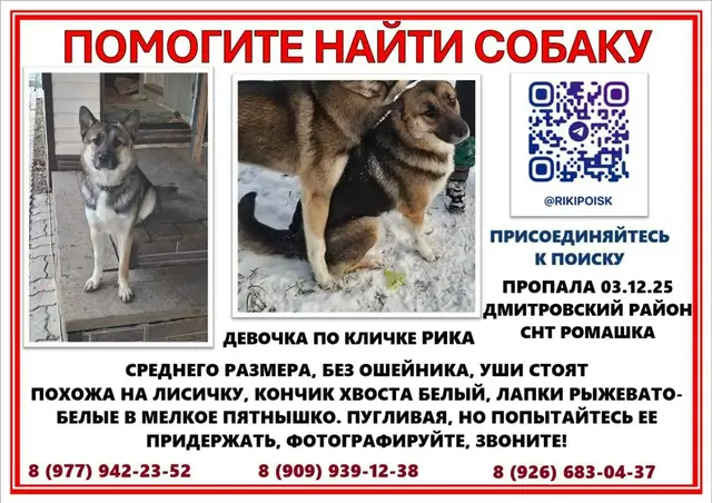 Пропала собака в Калинковичах — ДМИТРОВ МО
