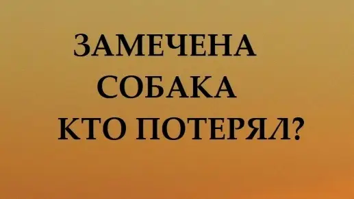 Найдена собака в Калинковичах — ЗАМЕЧЕНА СОБАКА ОВЧАРКА