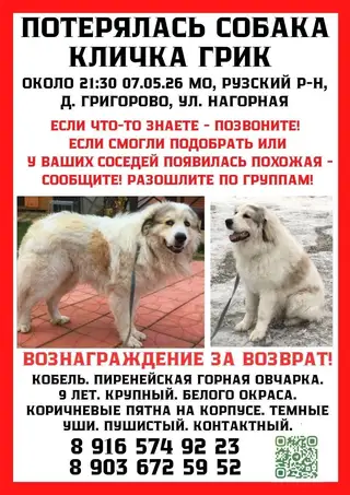 Найдена собака в Калинковичах — РУЗА МО